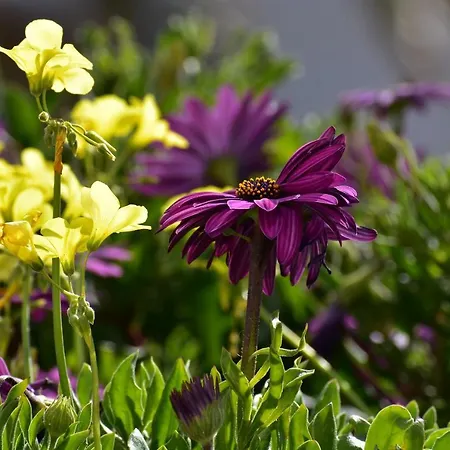 Rodakas Otel Akrotírion